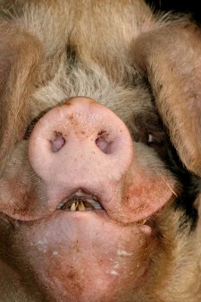 Ugly Piglet